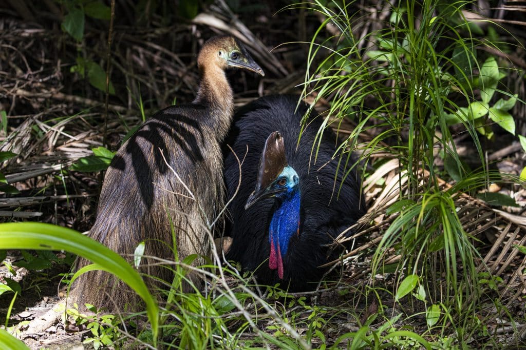 Cassowary In The Wild