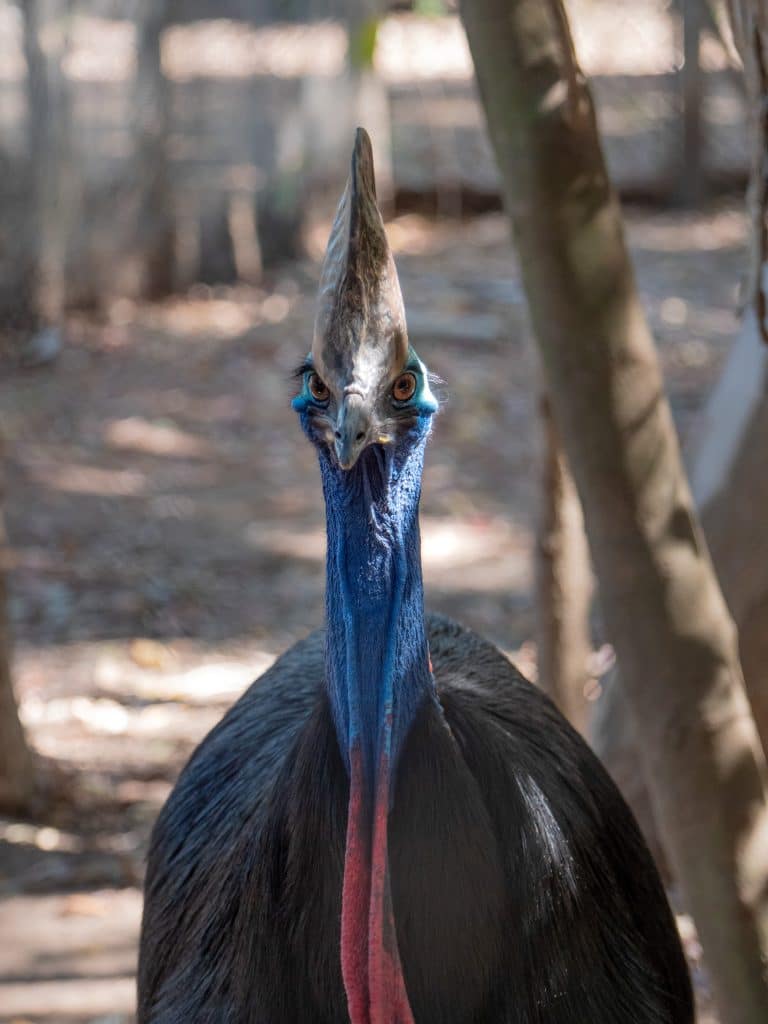 Billabong Sanctuary