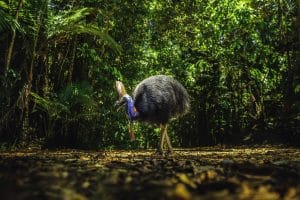 Wild Cassowary