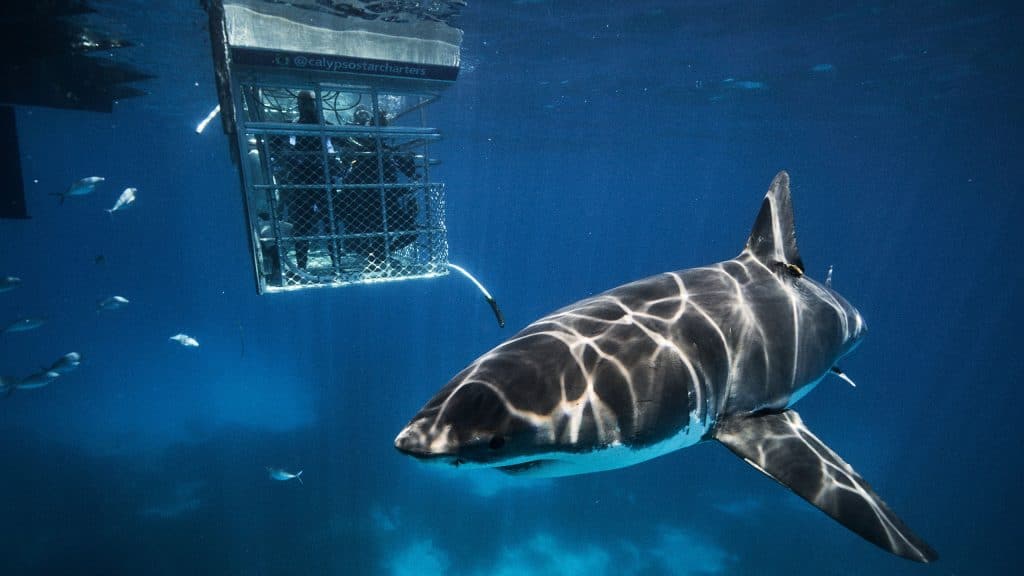 Calypso Shark Diving