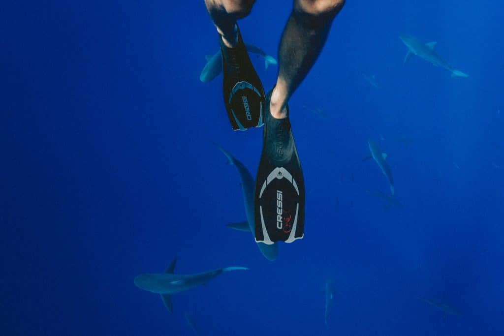 Cage Diving With Great White Sharks