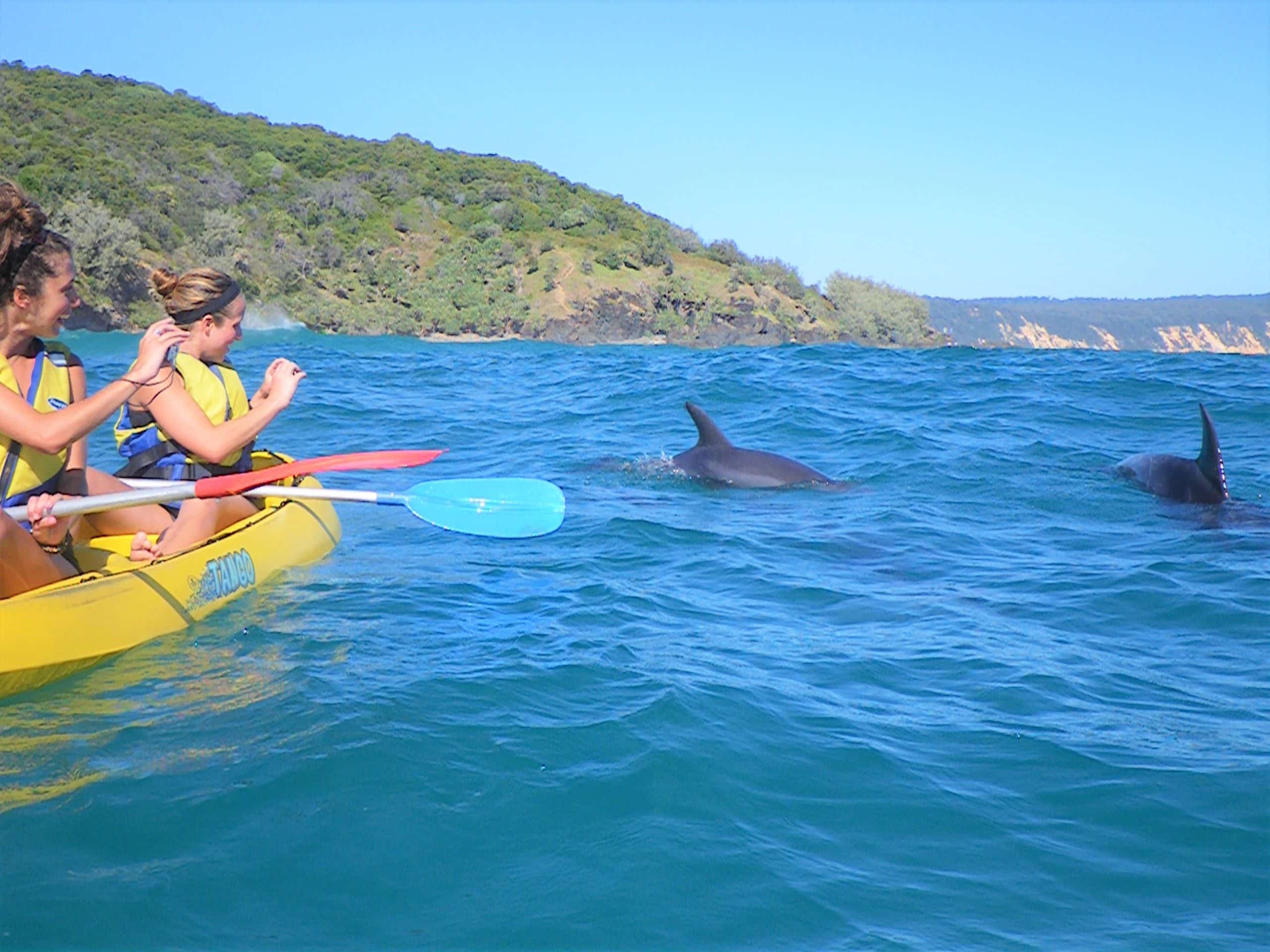 Dolphin Kayak Tour Noosa